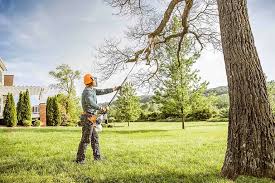 Best Palm Tree Trimming  in Neptune City, NJ