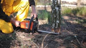Professional Tree Removal in Neptune City, NJ