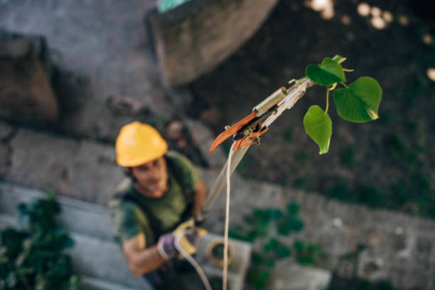 Best Tree Preservation Services  in Neptune City, NJ