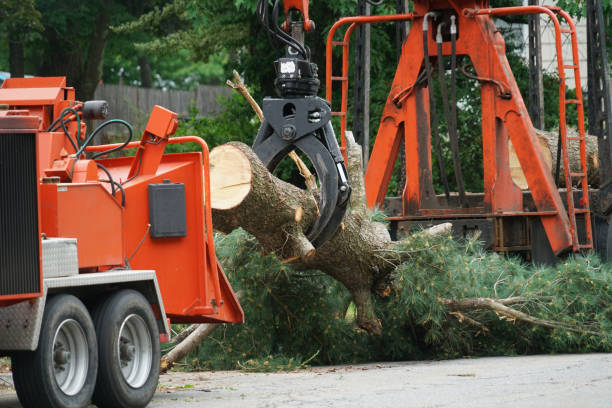 Best Tree Disease Treatment  in Neptune City, NJ