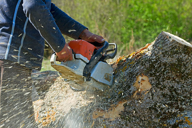 Best Tree Removal  in Neptune City, NJ
